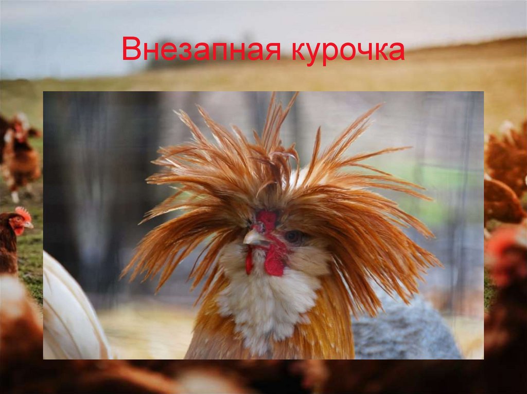 Внезапная курочка