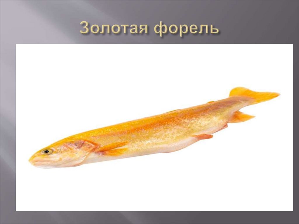 Золотая форель