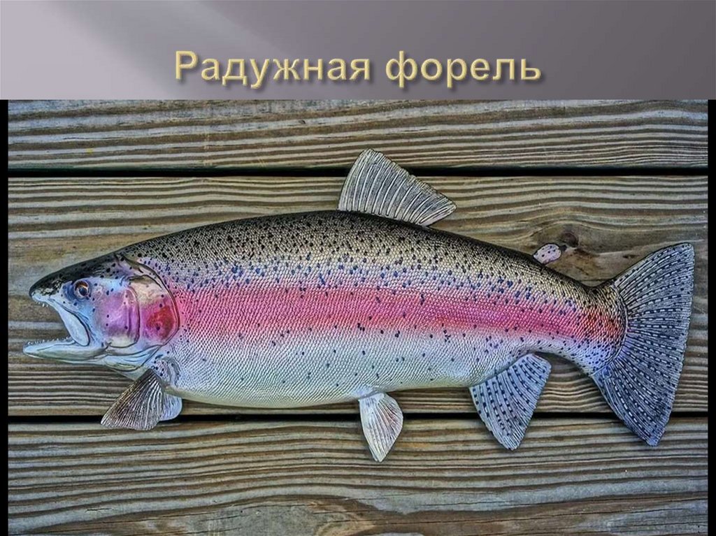 Радужная форель