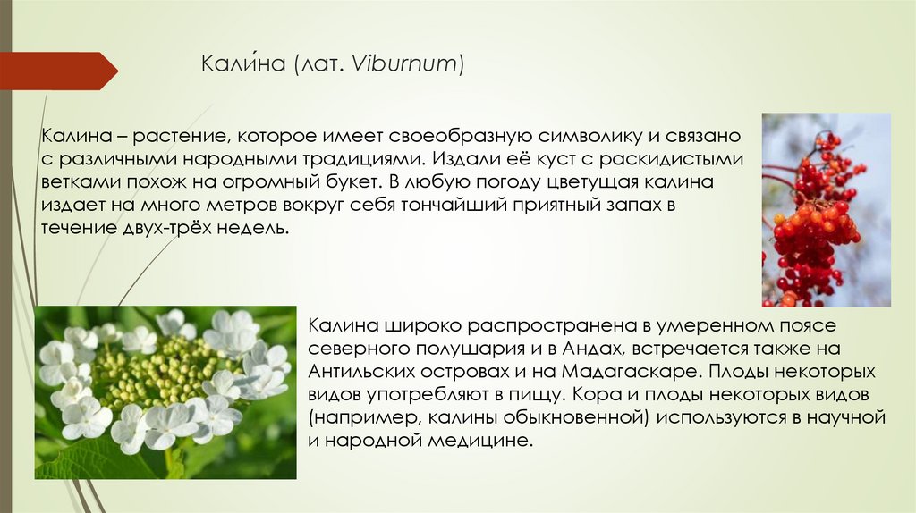 Кали́на (лат. Viburnum)