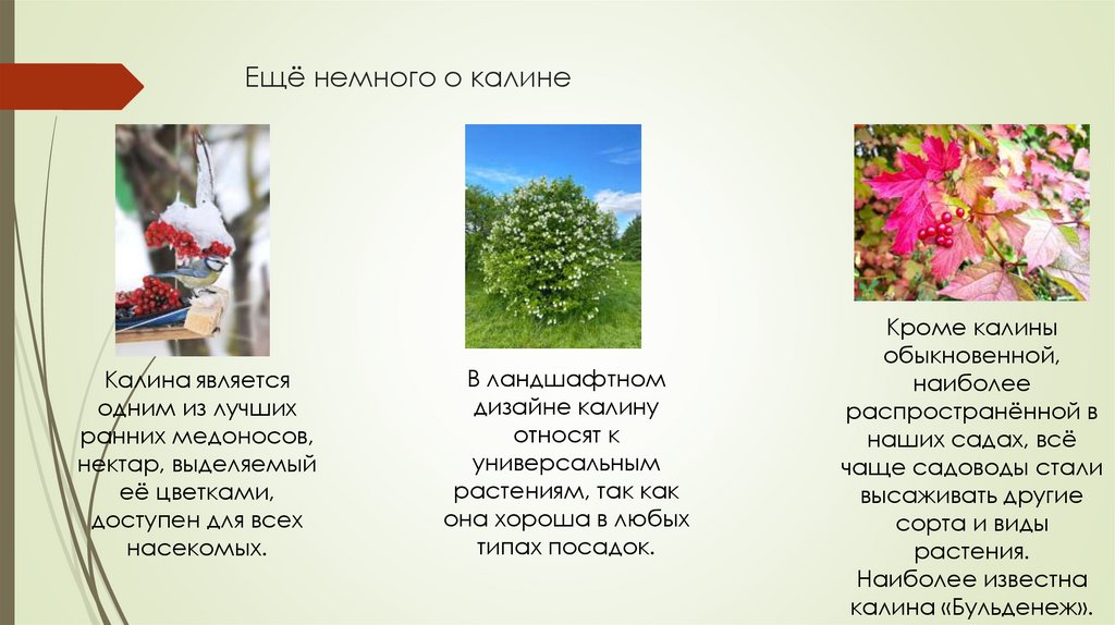 Ещё немного о калине