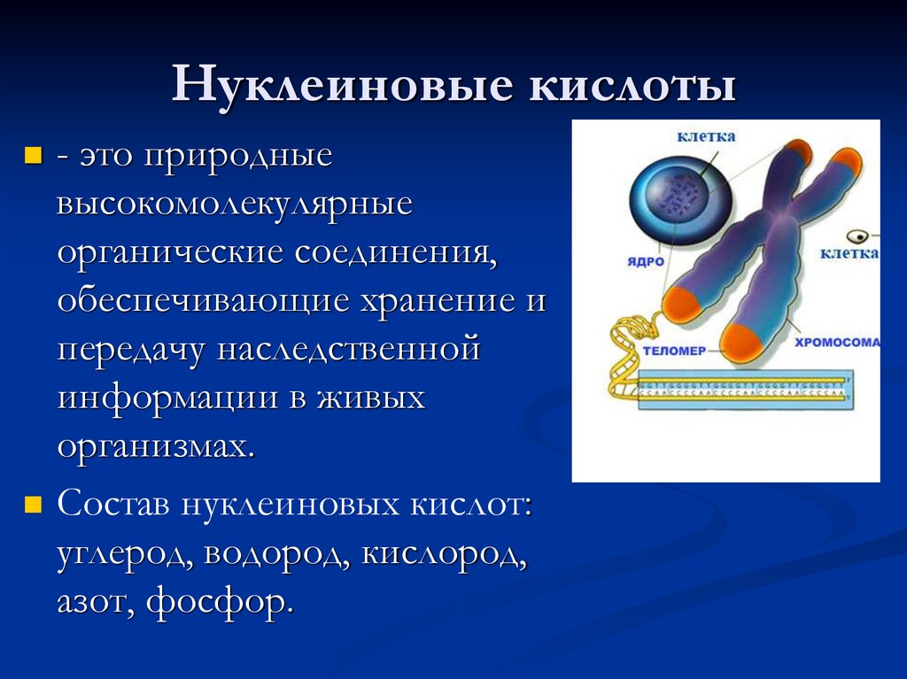 Нуклеиновые кислоты
