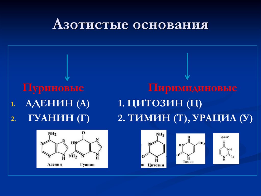 Азотистые основания