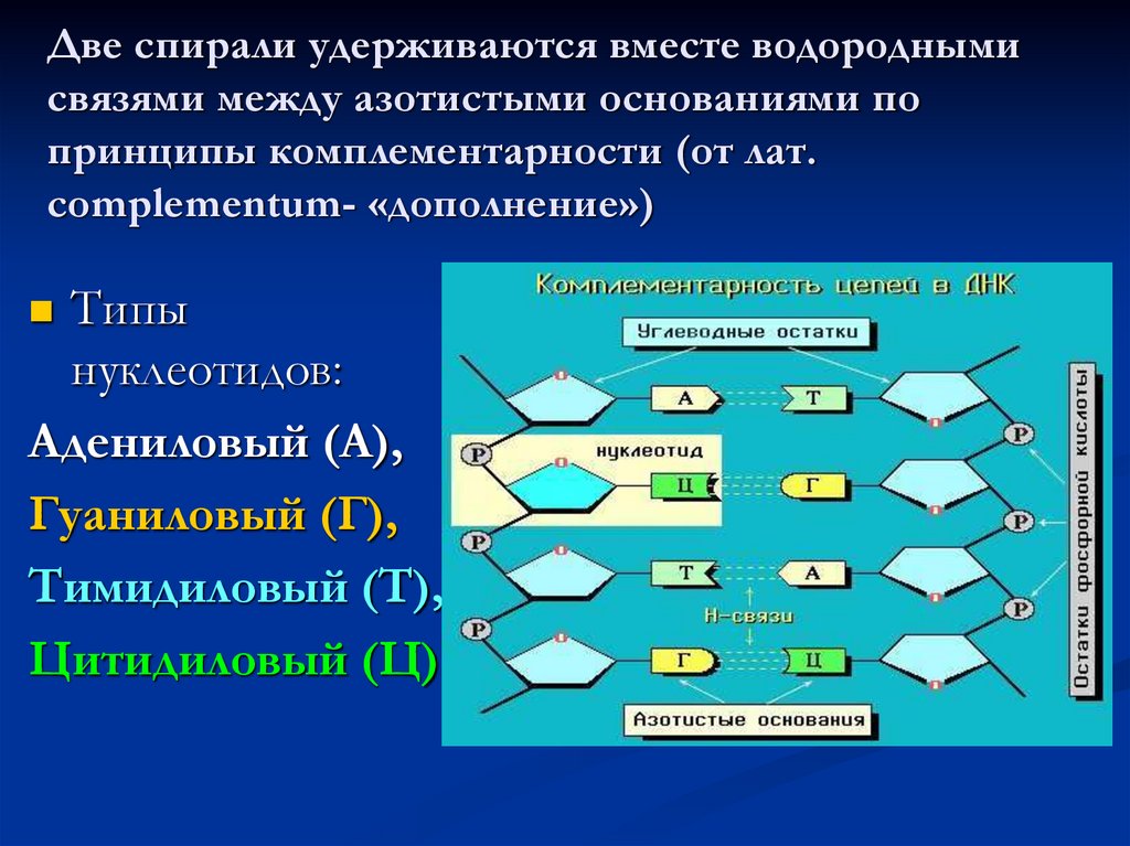 Две спирали удерживаются вместе водородными связями между азотистыми основаниями по принципы комплементарности (от лат.
