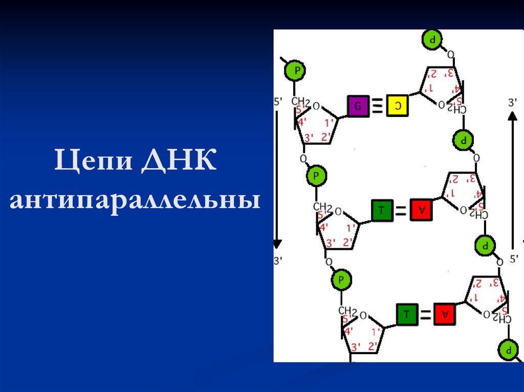 Цепи ДНК антипараллельны