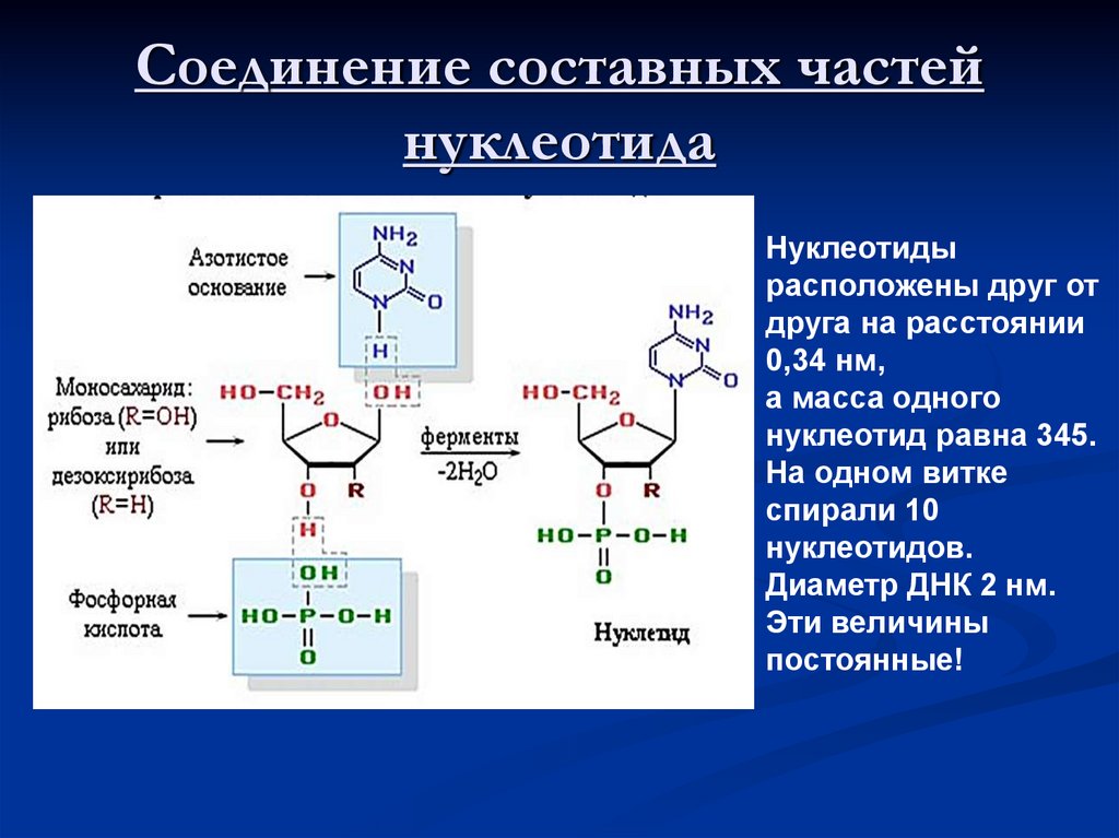 Соединение составных частей нуклеотида