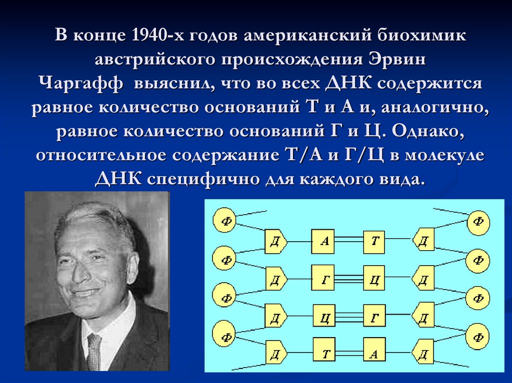 В конце 1940-х годов американский биохимик австрийского происхождения Эрвин Чаргафф  выяснил, что во всех ДНК содержится равное