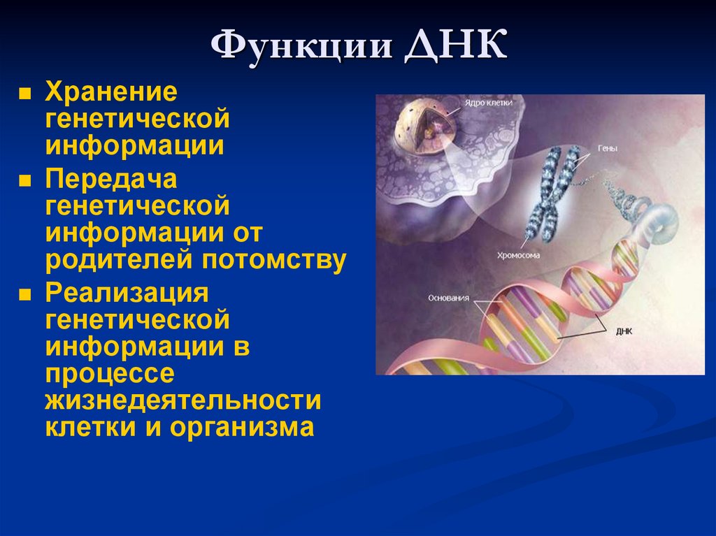 Функции ДНК