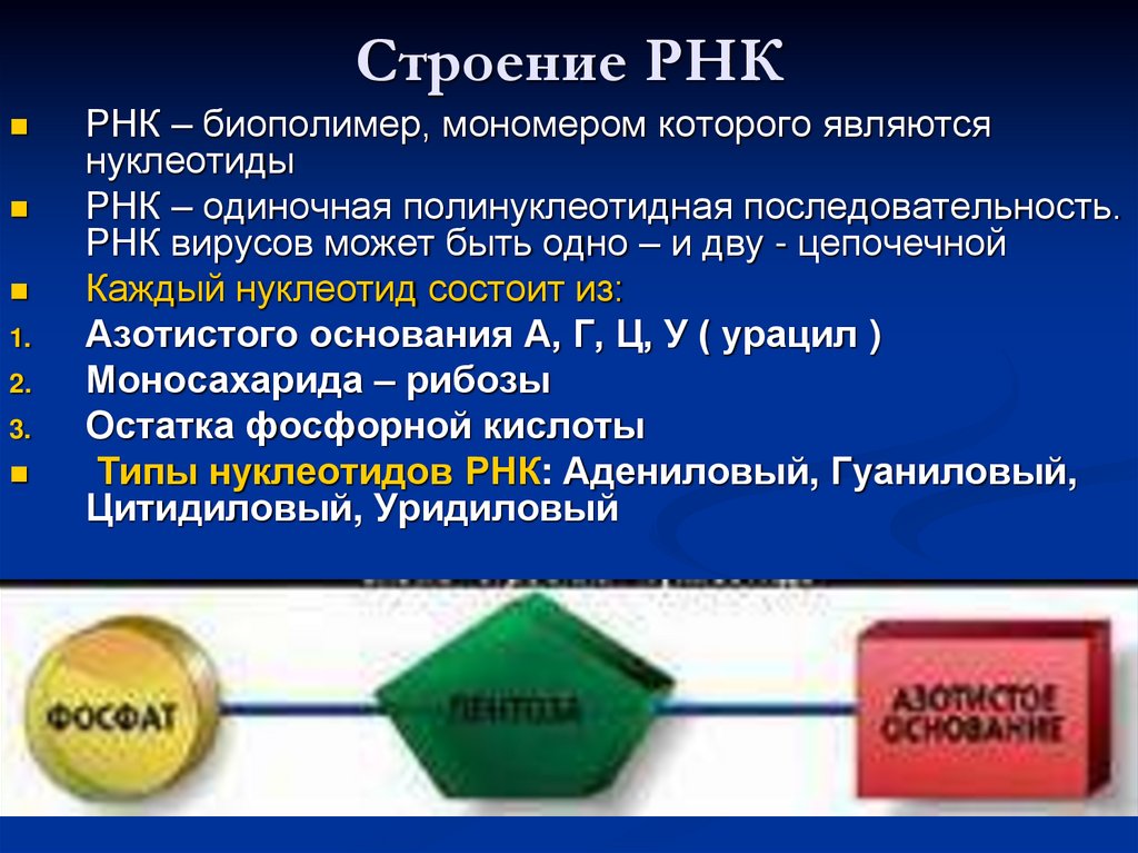 Строение РНК