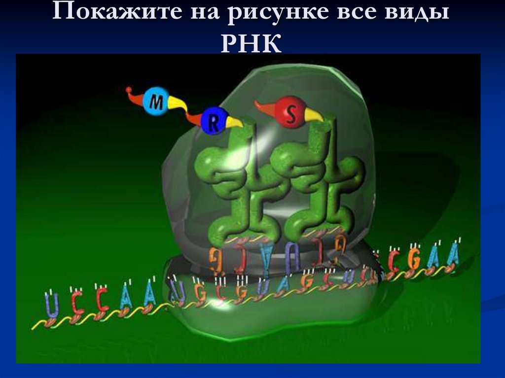 Покажите на рисунке все виды РНК