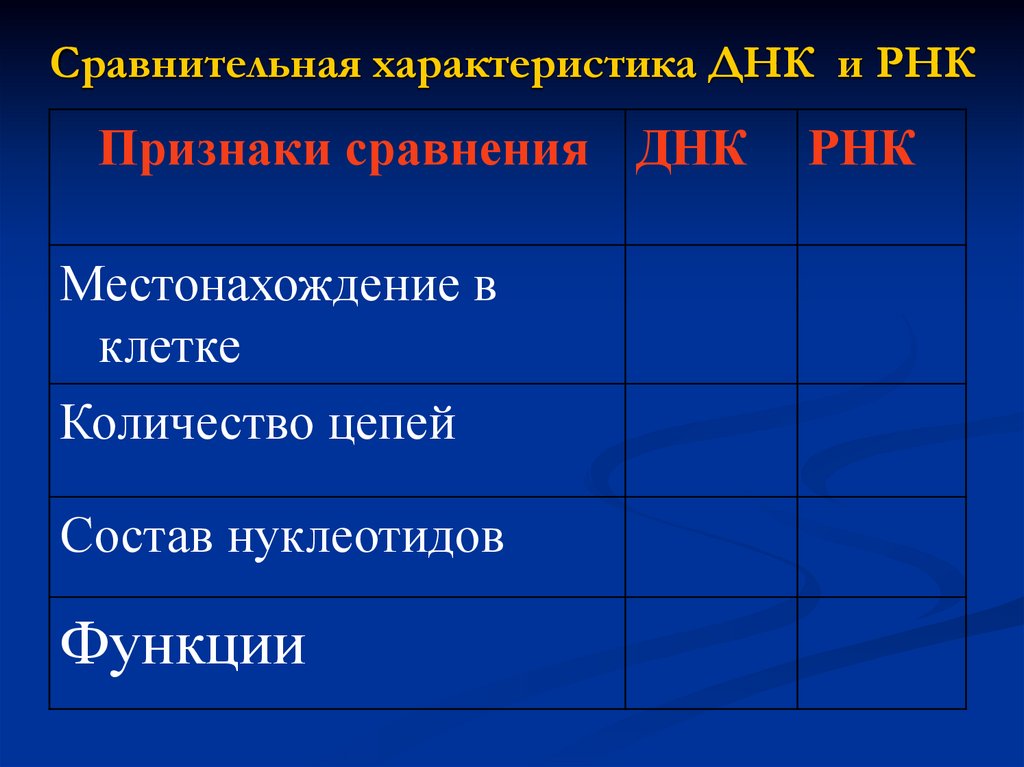 Сравнительная характеристика ДНК и РНК