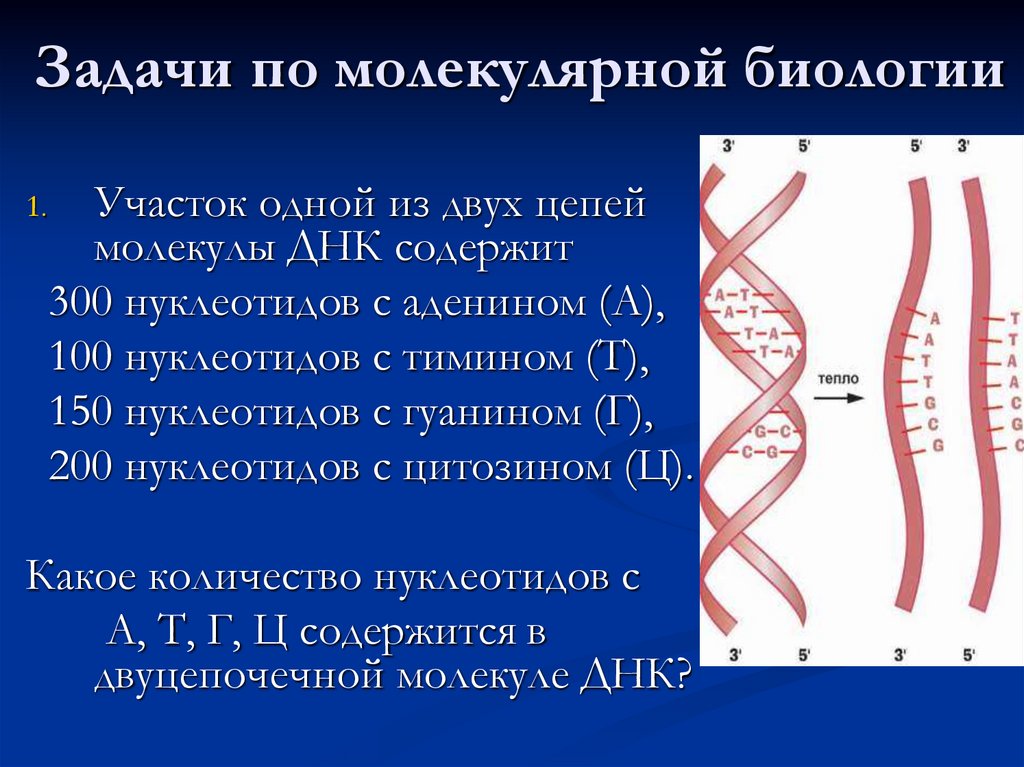 Задачи по молекулярной биологии