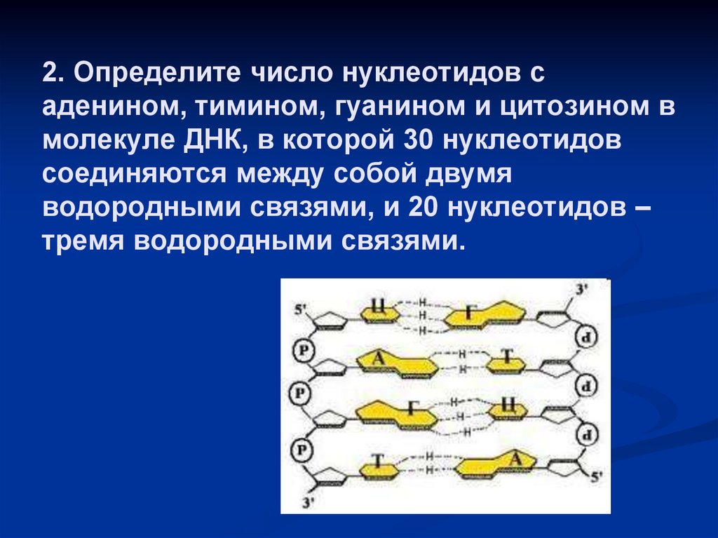 2. Определите число нуклеотидов с аденином, тимином, гуанином и цитозином в молекуле ДНК, в которой 30 нуклеотидов соединяются