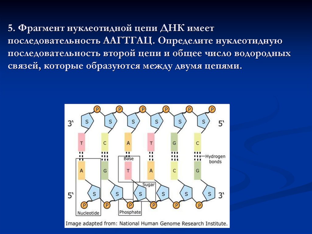 5. Фрагмент нуклеотидной цепи ДНК имеет последовательность ААГТГАЦ. Определите нуклеотидную последовательность второй цепи и