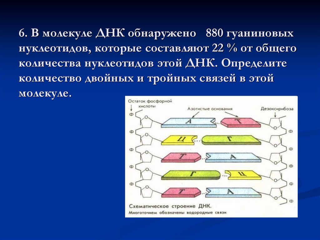 6. В молекуле ДНК обнаружено 880 гуаниновых нуклеотидов, которые составляют 22 % от общего количества нуклеотидов этой ДНК.