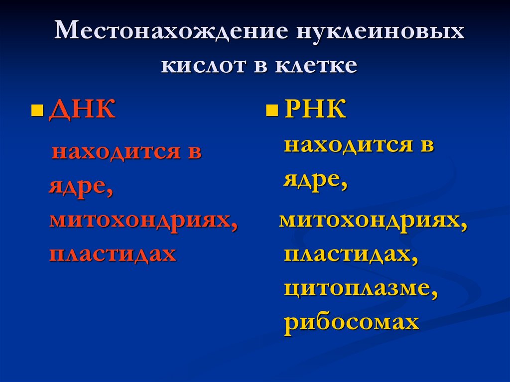 Местонахождение нуклеиновых кислот в клетке