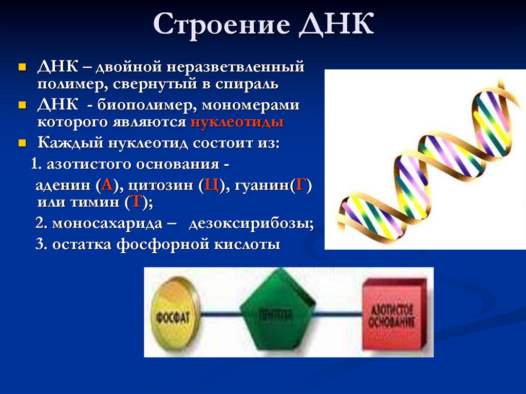 Строение ДНК