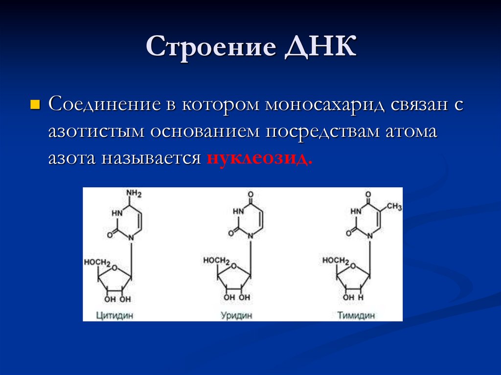 Строение ДНК