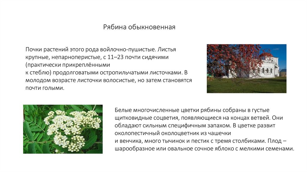 Рябина обыкновенная