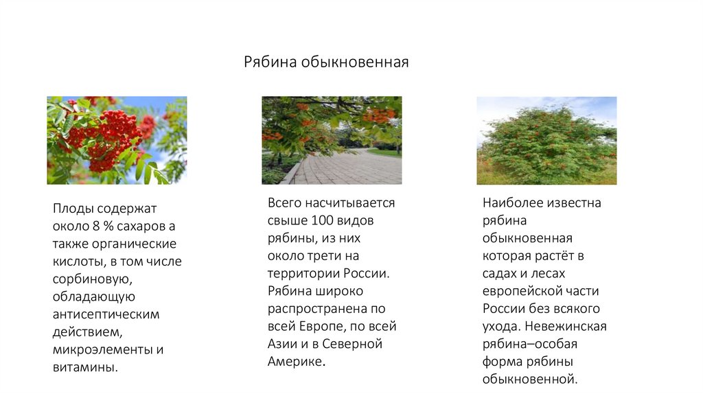 Рябина обыкновенная