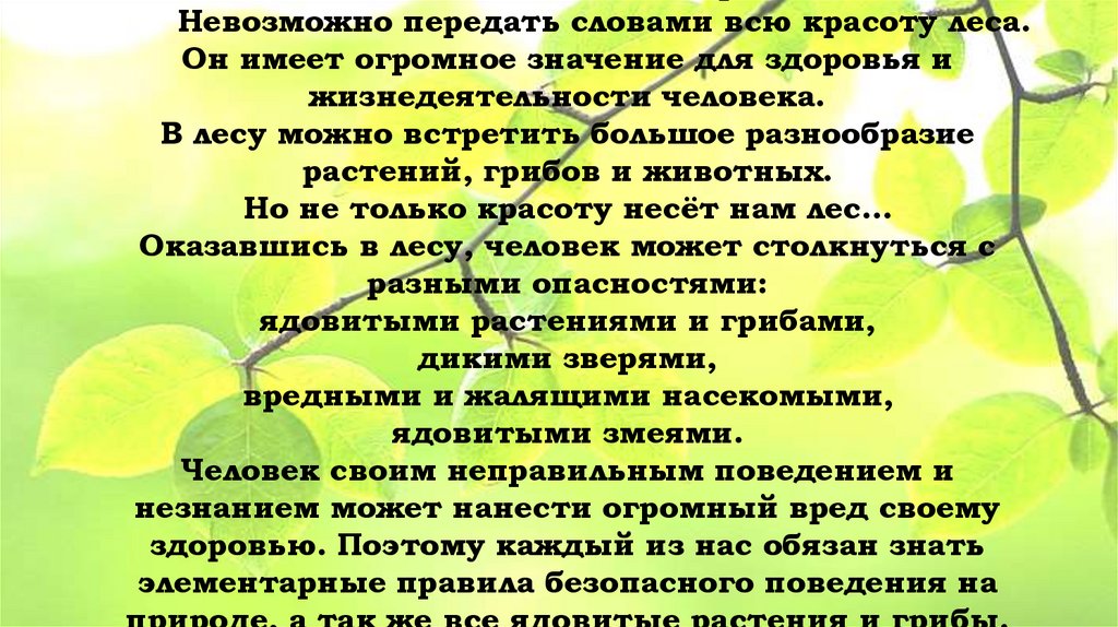 Лес – это целый мир! Невозможно передать словами всю красоту леса. Он имеет огромное значение для здоровья и жизнедеятельности