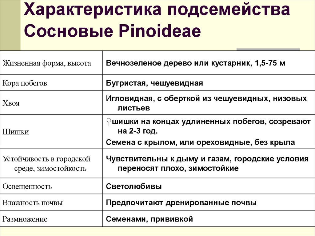 Характеристика подсемейства Сосновые Рinoideae