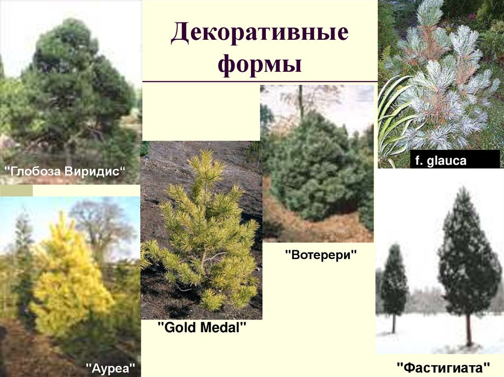 Декоративные формы