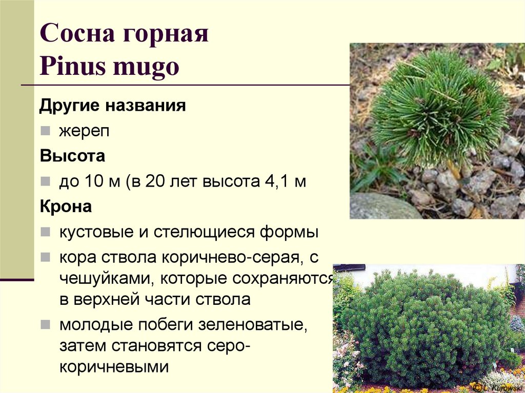 Сосна горная Pinus mugo