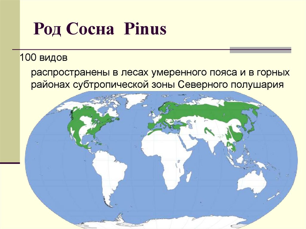 Род Сосна Pinus