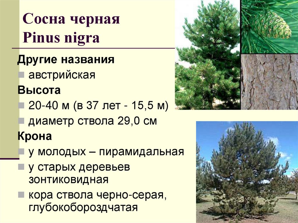 Сосна черная Рinus nigra