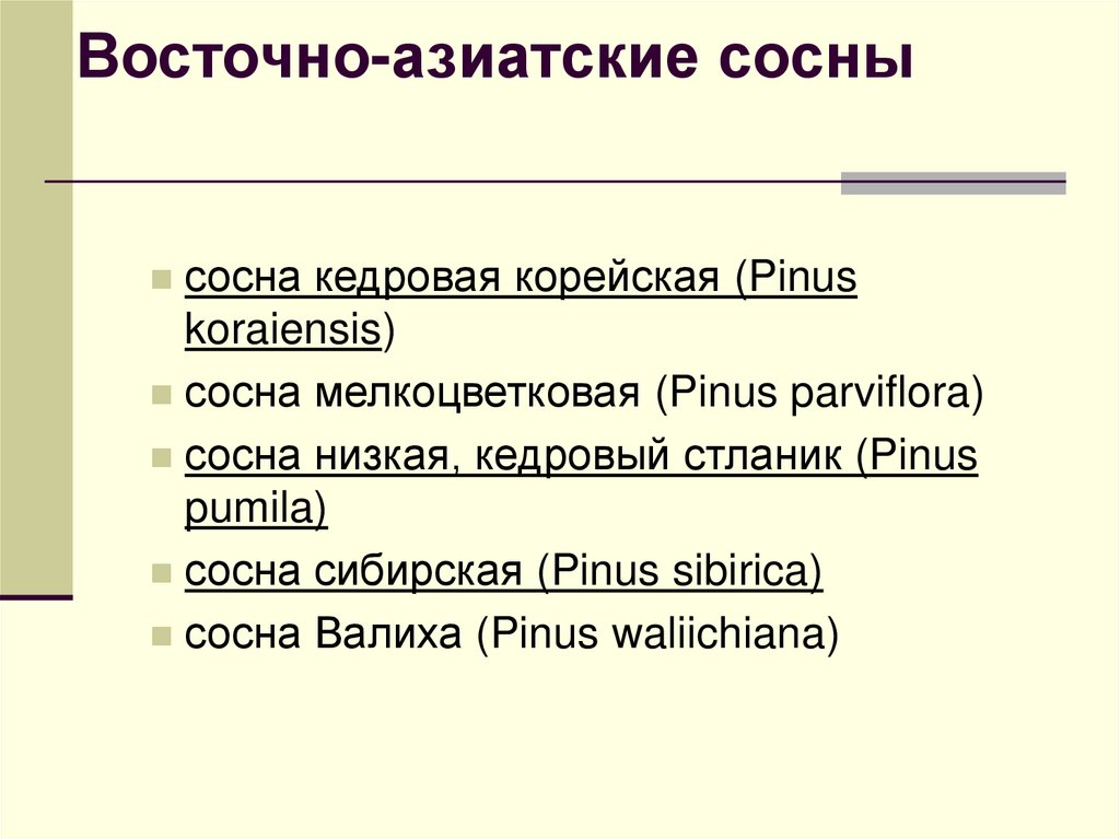 Восточно-азиатские сосны