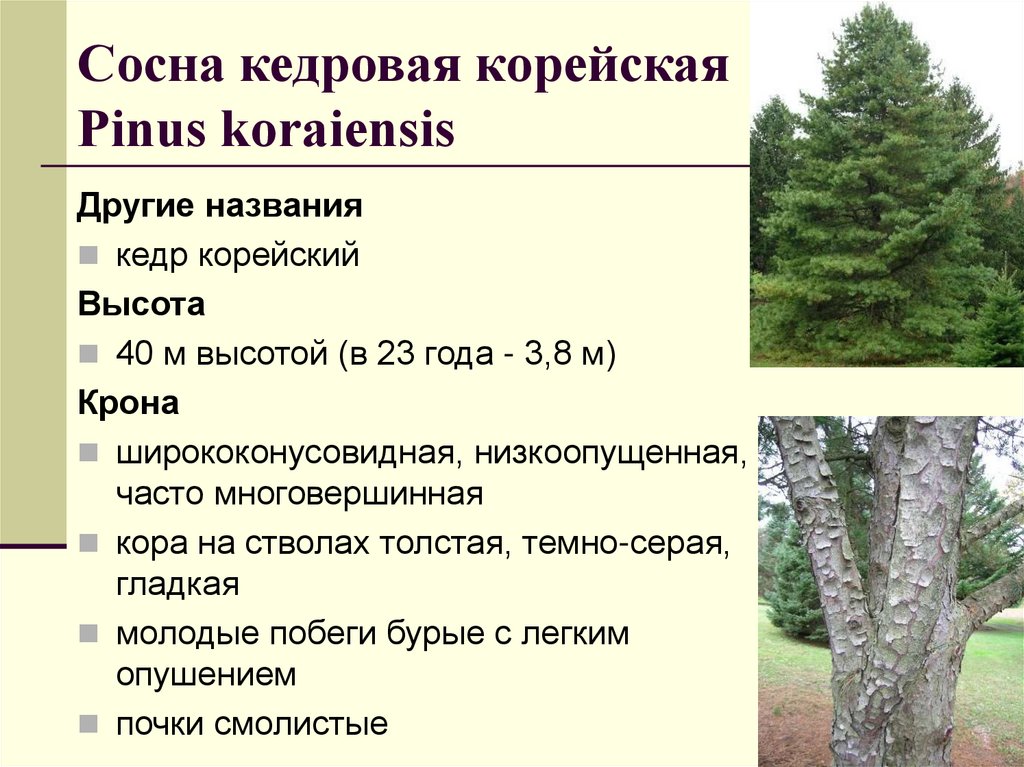 Сосна кедровая корейская Рinus koraiensis