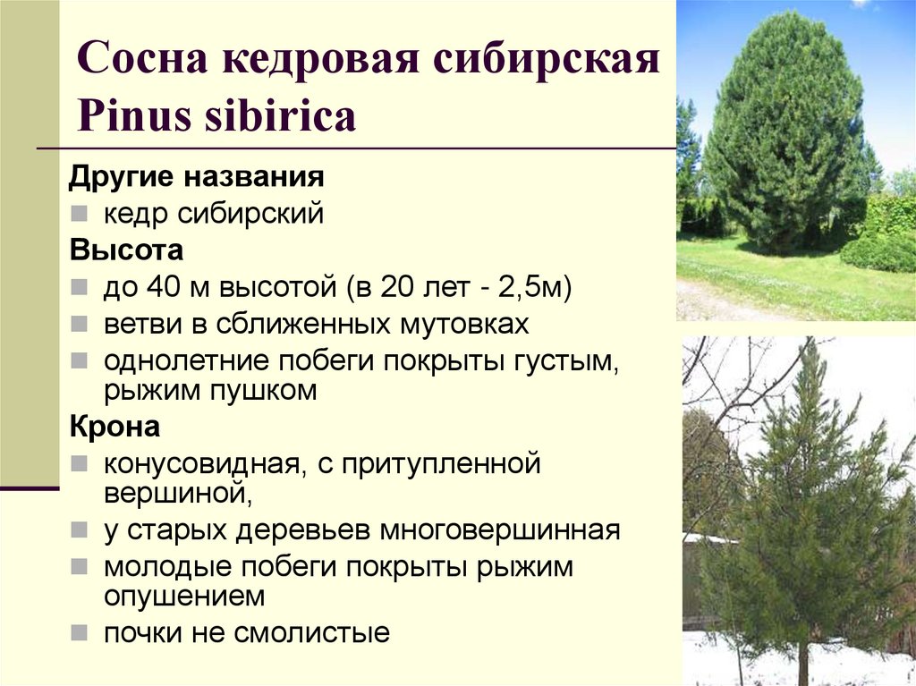 Сосна кедровая сибирская Рinus sibirica