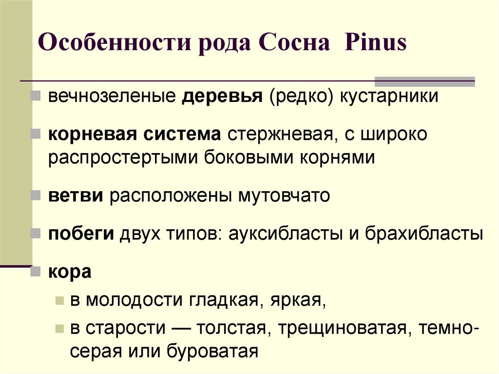 Особенности рода Сосна Pinus