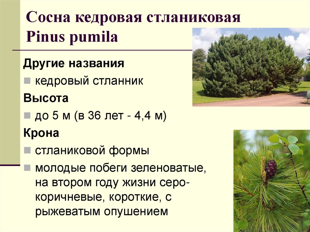 Сосна кедровая стланиковая Рinus pumila