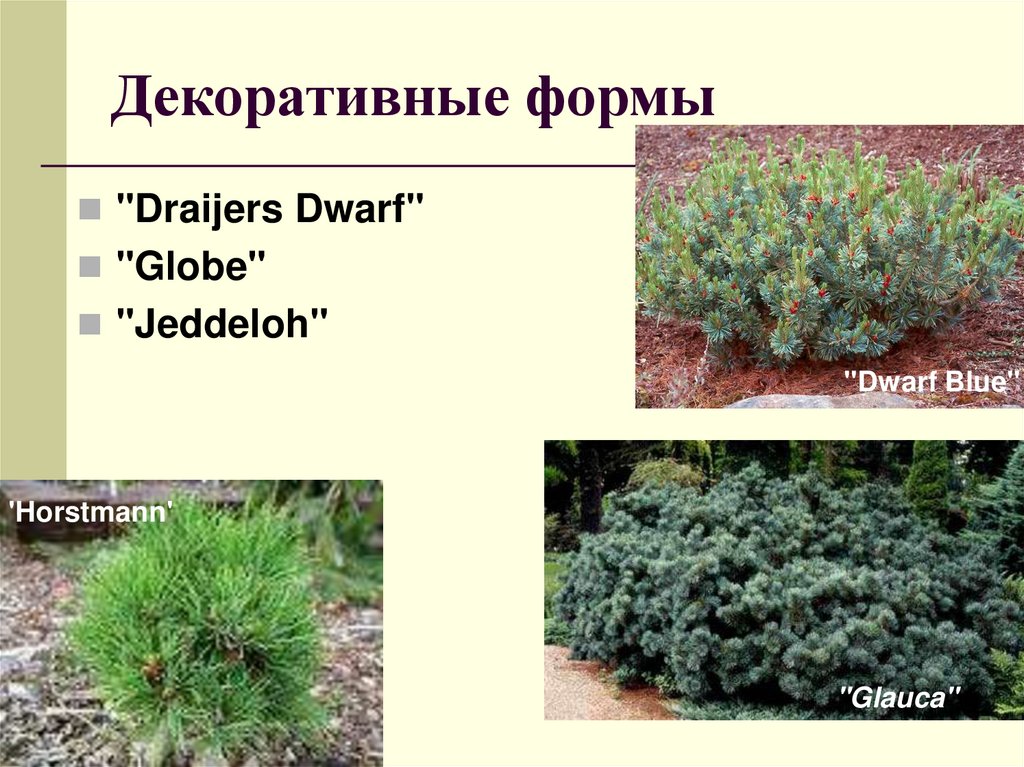 Декоративные формы