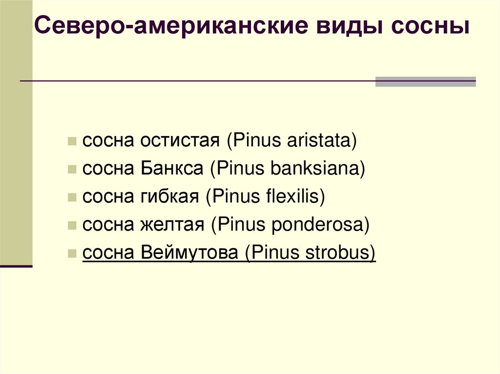 Северо-американские виды сосны