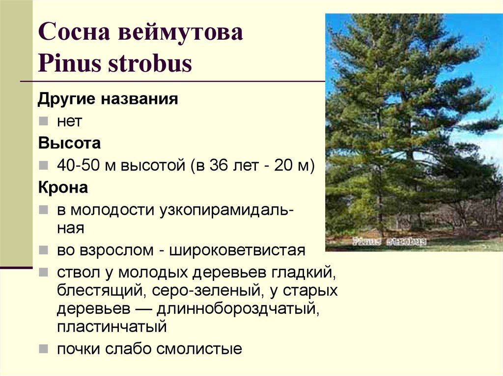 Сосна веймутова Pinus strobus