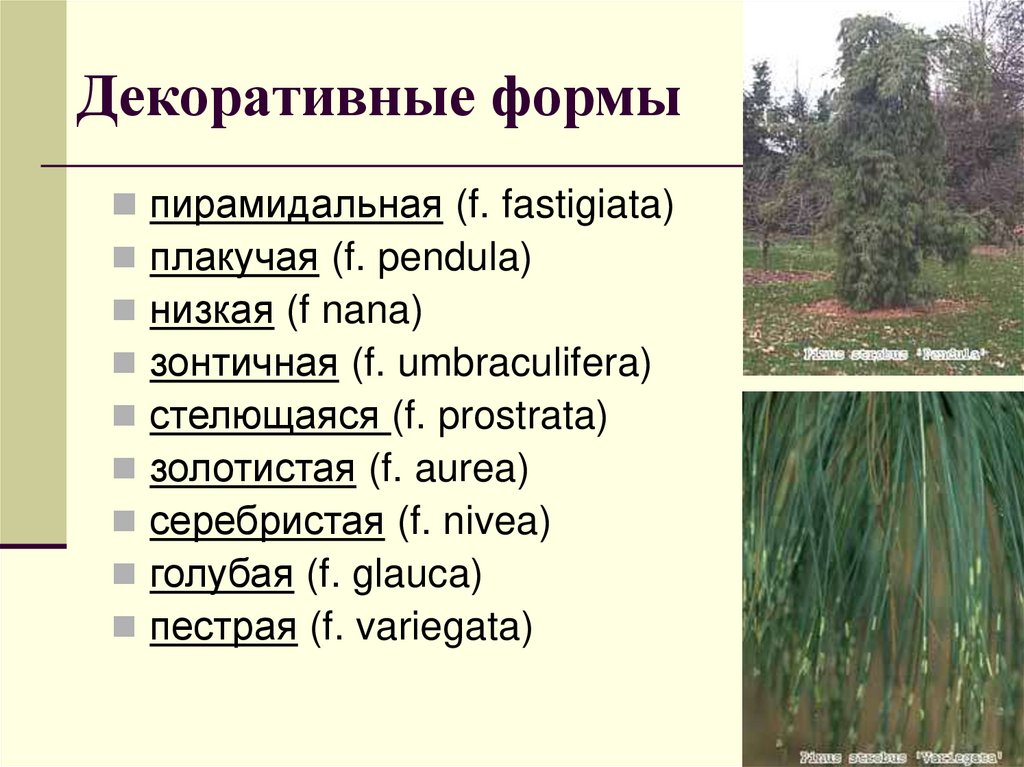 Декоративные формы