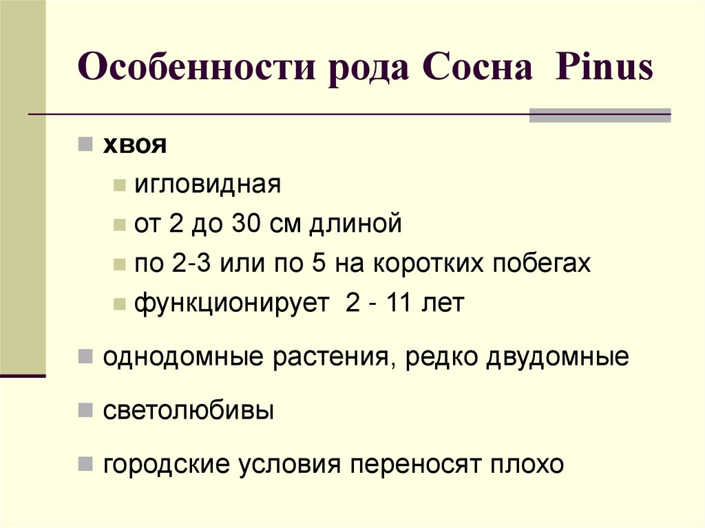 Особенности рода Сосна Pinus