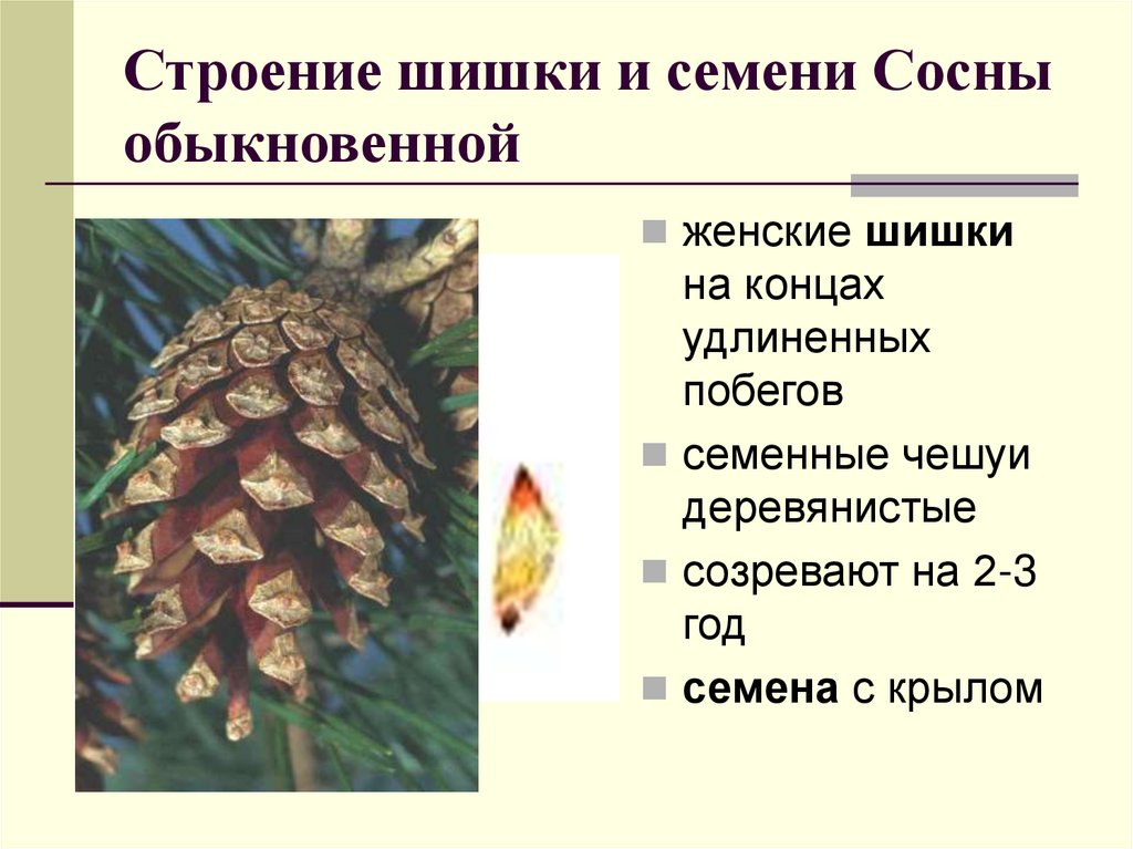 Строение шишки и семени Сосны обыкновенной