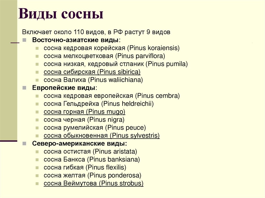 Виды сосны