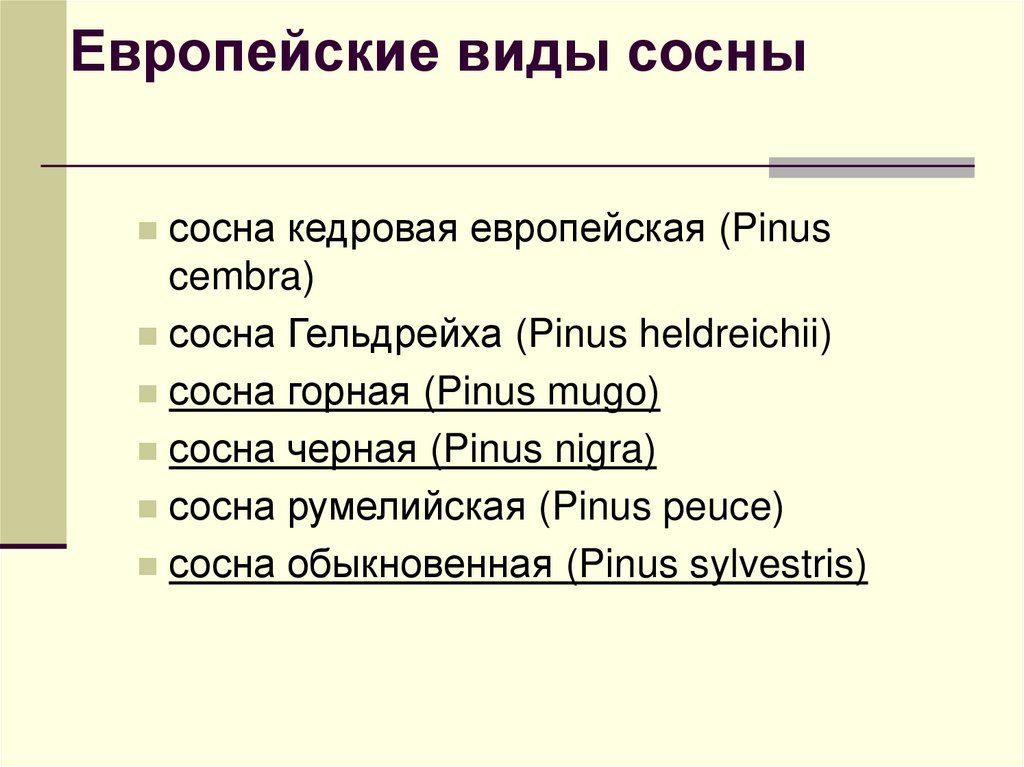 Европейские виды сосны