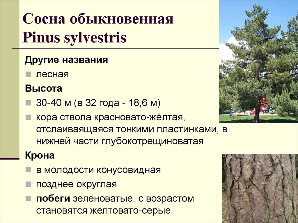 Сосна обыкновенная Pinus sylvestris