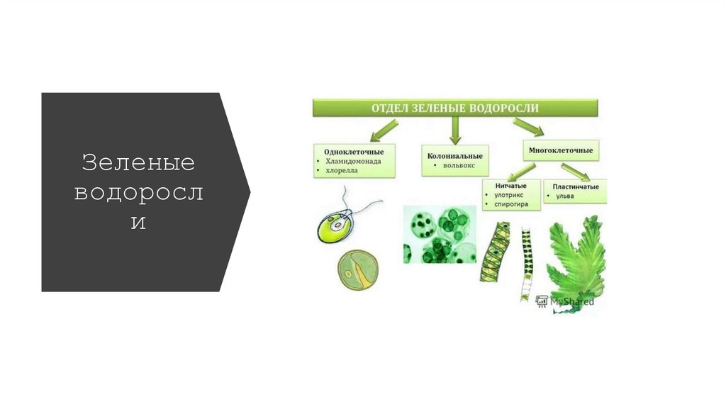Зеленые водоросли