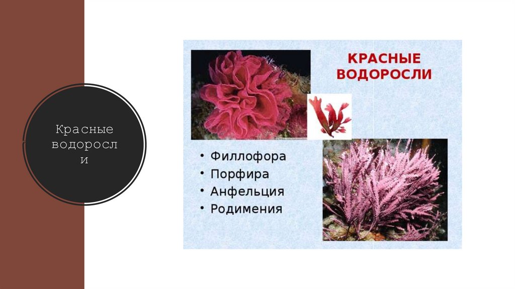 Красные водоросли