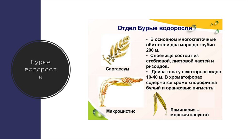 Бурые водоросли