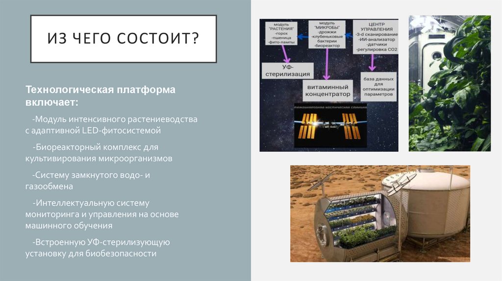 Из чего состоит?