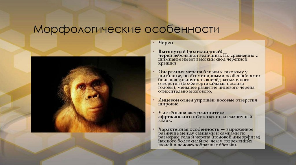 Морфологические особенности