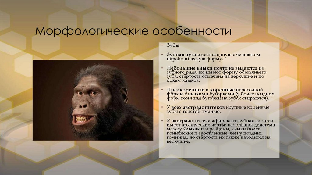 Морфологические особенности